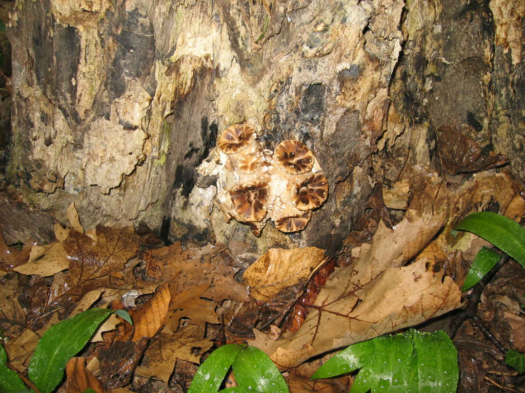 I Funghi primaverili: Polyporus squamosus